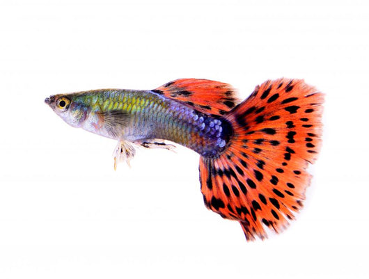 Guppy Fish White Wall Decal