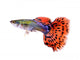 Guppy Fish White Wall Decal