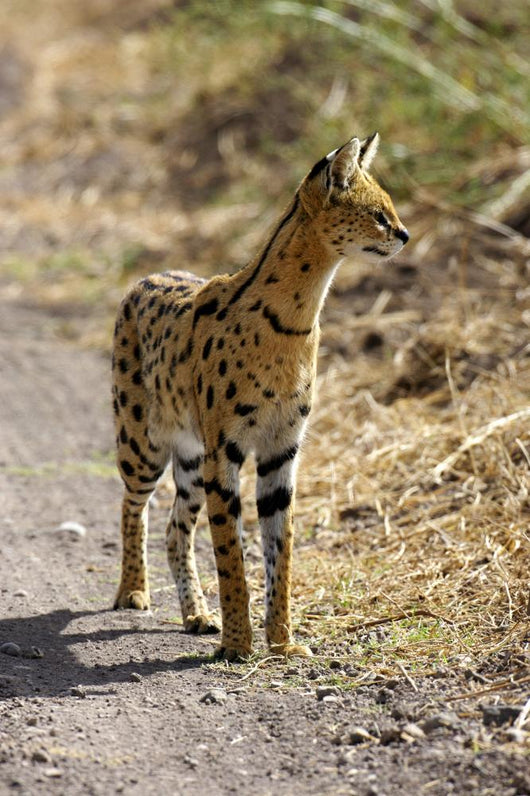 Serval Cat Wall Decal