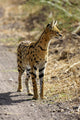 Serval Cat Wall Decal