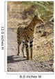 Serval Cat Wall Decal