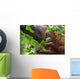 Borneo Orangutan Wall Mural