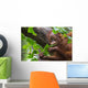 Borneo Orangutan Wall Mural