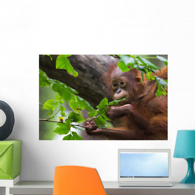 Borneo Orangutan Wall Decal shown on a wall
