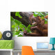 Borneo Orangutan Wall Mural