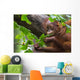 Borneo Orangutan Wall Mural
