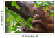 Borneo Orangutan Wall Mural