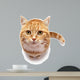 Red Cat on a White Background Wall Decal