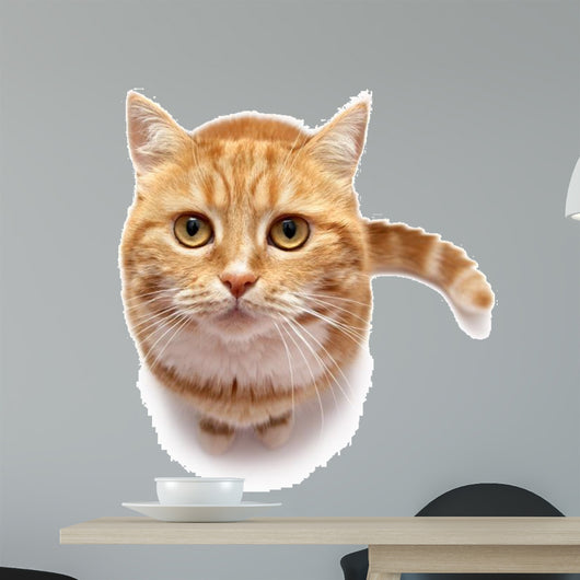 Red Cat on a White Background Wall Decal