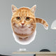 Red Cat on a White Background Wall Decal