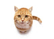 Red Cat On A White Background Wall Decal