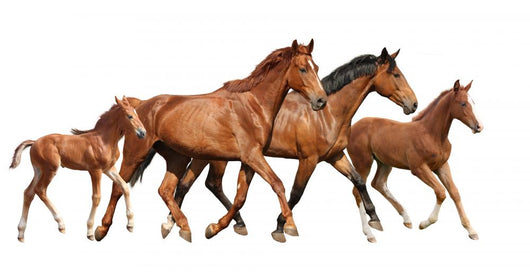 Two Brown Horses and Wall Decal