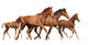 Two Brown Horses and Wall Decal
