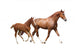 Chestnut Horse And Its Cute Foal Running Fast Wall Decal