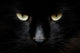 Gatto Nero Wall Decal