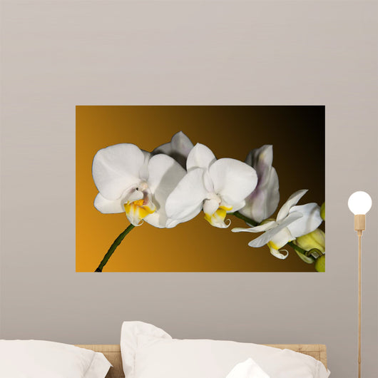 Weiss Orchidee Wall Decal