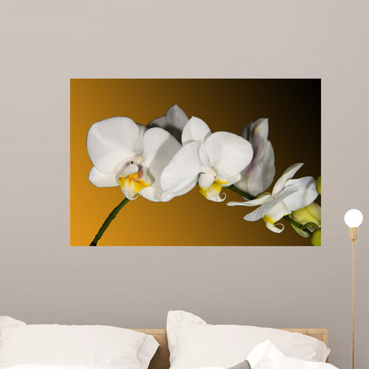 Weiss Orchidee Wall Decal