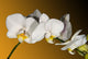 Weiss Orchidee Wall Decal