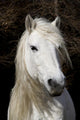 Highland Pony Wall Decal