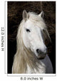Highland Pony Wall Decal