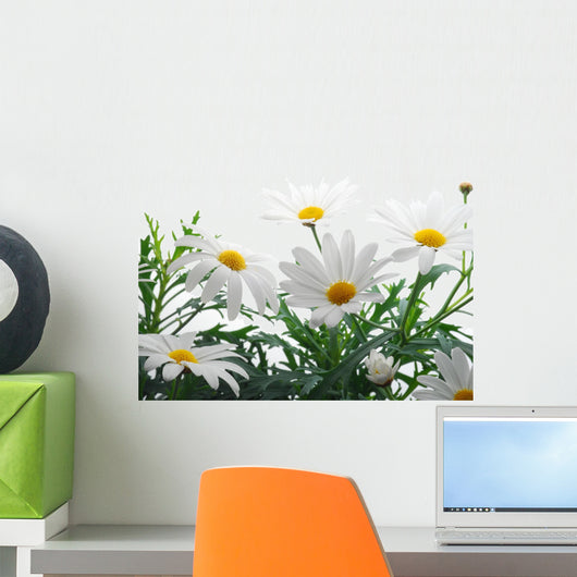 Spring Marguerite Wall Mural
