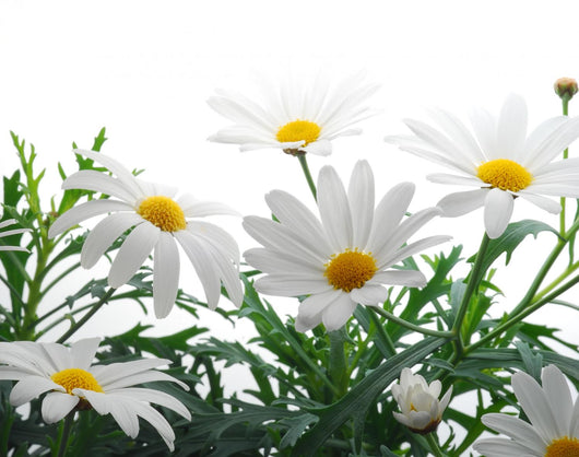 Spring Marguerite Wall Decal
