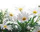 Spring Marguerite Wall Decal