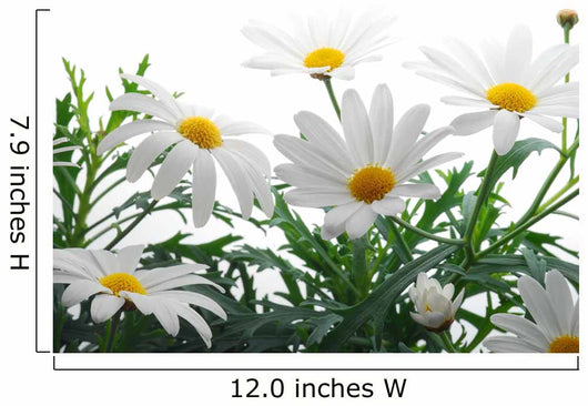 Spring Marguerite Wall Mural