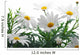 Spring Marguerite Wall Mural