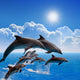 Jumping Dolphins Wall Decal