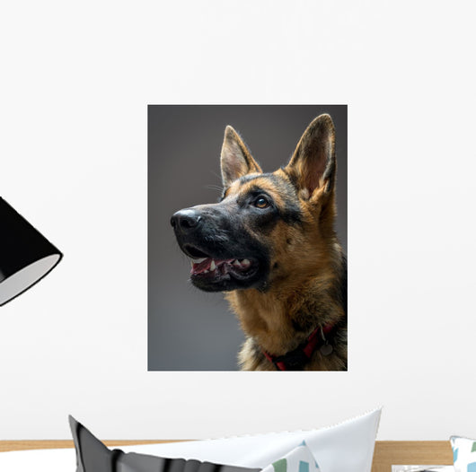Studio Shot German Shepherd Wall Decal