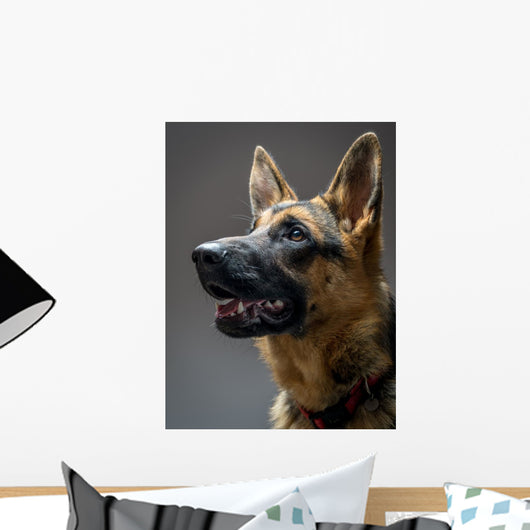 Studio Shot German Shepherd Wall Decal