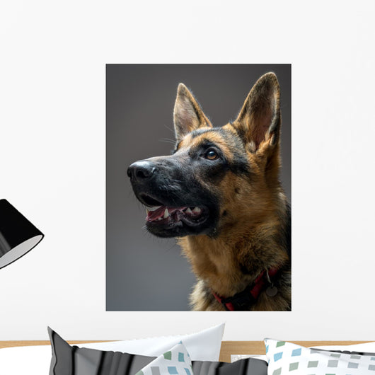 Studio Shot German Shepherd Wall Decal