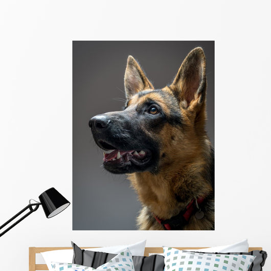 Studio Shot German Shepherd Wall Decal