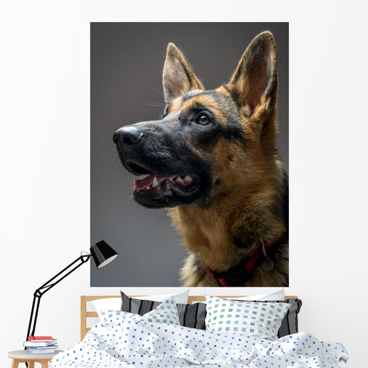 Studio Shot German Shepherd Wall Decal