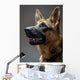 Studio Shot German Shepherd Wall Decal