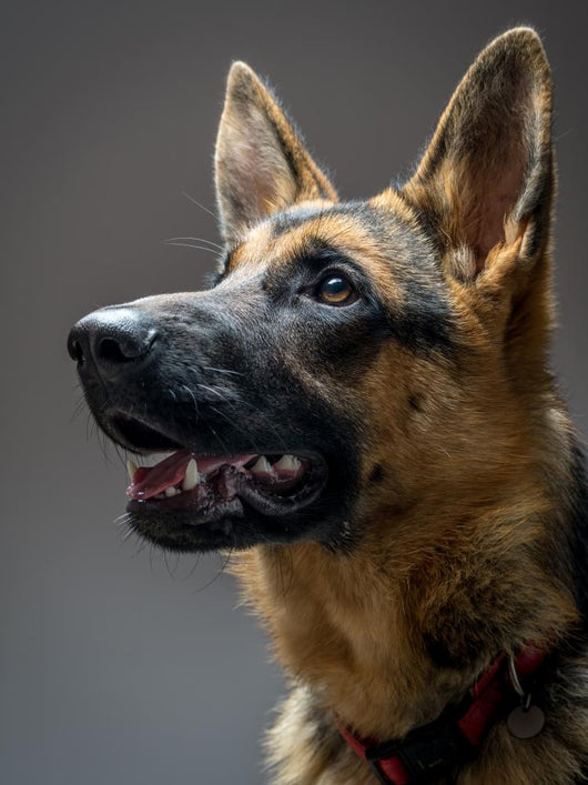 Studio Shot German Shepherd Wall Decal