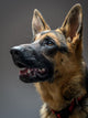 Studio Shot German Shepherd Wall Decal