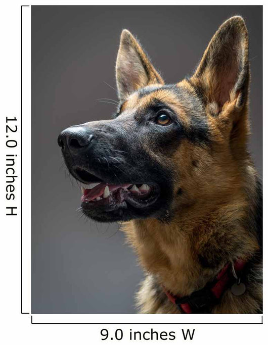 Studio Shot German Shepherd Wall Decal