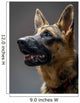 Studio Shot German Shepherd Wall Decal