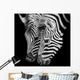 A Headshot of a Burchell's Zebra Wall Mural