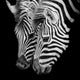 A Headshot Of A Burchell's Zebra Wall Decal