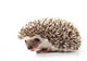 Hedgehog Wall Decal