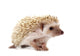 Hedgehog 2 Wall Decal