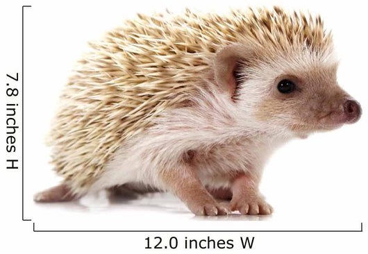 Hedgehog 2 Wall Decal