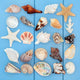Seashell Collage Wall Decal