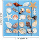Seashell Collage Wall Mural