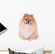 Pomeranian Dog Isolated on White Background Wall Decal