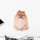 Pomeranian Dog Isolated on White Background Wall Decal