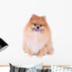 Pomeranian Dog Isolated on White Background Wall Decal